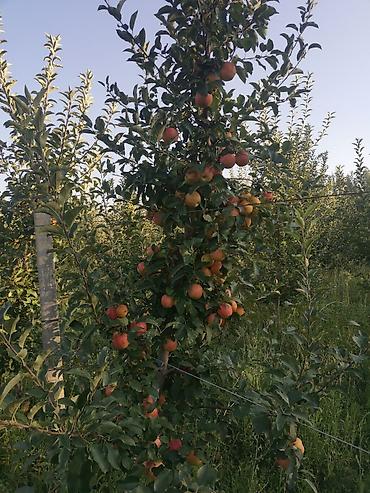 Продажа сельхоз предприятий: Продаю 6 ти летние яблоневые деревья (действующий яблоневый сад) — 8