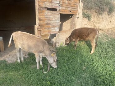 продаю музоо торпок корова самка бык самец айрширская ангус алатауская на забой для разведения на откорм племенные нетель привязанные: Продаю | Тёлка | Айрширская | Для разведения