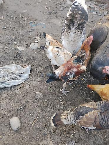 Другие с/х животные: Продаются сельскохозяйственные птицы смешанного поголовья для — 6