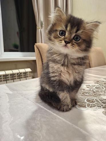 Pişiklər: Britan, Erkək — 1