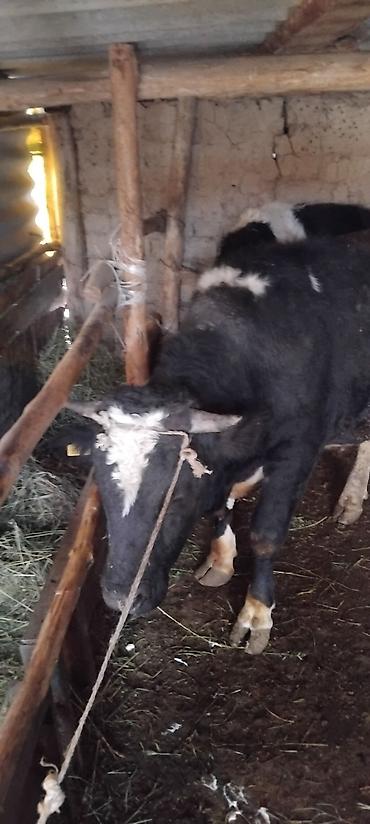 Коровы, быки: Продаю | Бык (самец) | На откорм at lalafo.kg — 2 Коровы, быки: Продаю | Бык (самец) | На откорм — 2