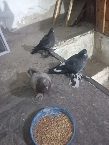 сколько стоит 1 кг домашних пельменей: Три молодых пискуна за 600 сом или поменяю на одну курицу. всё