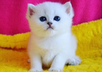 it satışı 2021: Ağ rəngli, yumşaq tüklü balaca pişik balası. - Böyük, dərin mavi