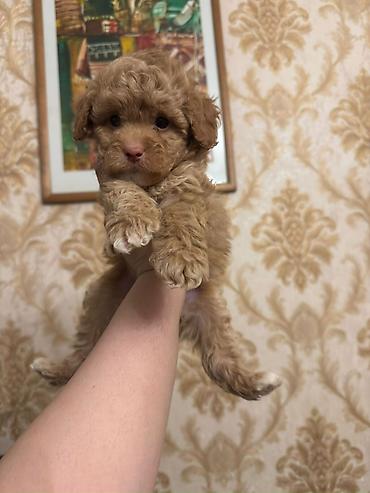 İtlər: 3 ay, Dişi, Peyvəndli, Ünvandan götürmə — 10