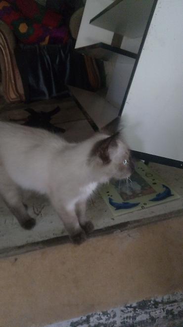 Кошки: Котята домашние, ручные Описание: - Три очаровательных котенка разной — 1