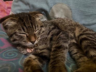 pitomnik temir: Вислоухая шотландская девочка ищет любящую семью! 🐾 Очень ласковая и — 3