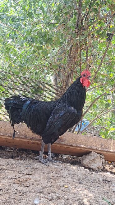 Xoruzlar: Xoruz, il: 1, Pulsuz çatdırılma — 6