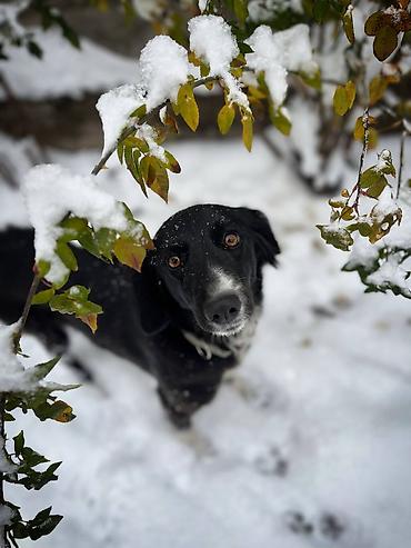 Продажа собак: 🐕 ДРЕССИРОВКА СОБАК | ПЕРЕДЕРЖКА + ОБУЧЕНИЕ 🐾 Опыт работы с собаками — 12
