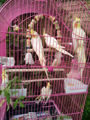 Tutuquşları: Bala var əl qusu var qiymetleri 45 Azn hamsin alana endirim tam — 2