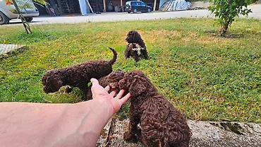 Psi: Lagotto Romagnolo štenci Dostupni štenci Lagoto Romanjolo od roditelja — 8
