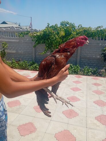 Xoruzlar: Salam her bir kəsə bu xoruz heyrati cinsi das pipk heyvanidi çox əla — 10