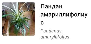 Digər bitkilər: PANDANUS çox gözəl böyüyüb, ən az 5 ildir ki var. Geniş və işıqlı ofis