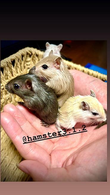 Хомяки: Продаются РУЧНЫЕ песчанки. От них НЕТ ЗАПАХА, как от хомячков и крыс — 7