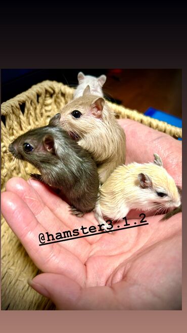 Хомяки: Ручные песчанки монгольские. Красивые окрасы, есть девочки и мальчики — 1