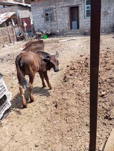 коровы цена: Продаётся тёлочка возраст 4 месяца цена 35.000 сомов