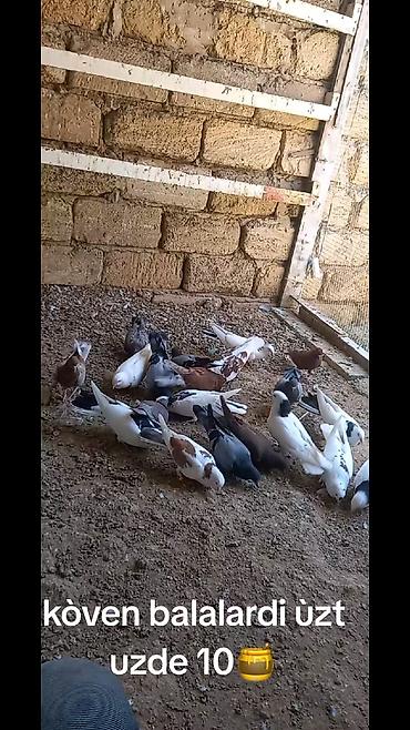 göyərçin yuvaları: Çeşidli rəng və naxışlarda ev göyərçinləri dəst halında. - Ağ — 1