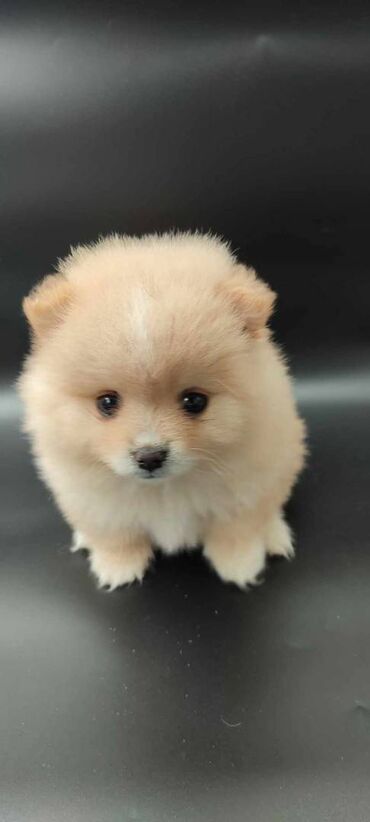 Psi: Oduševićemo vaša srca predivnim Pomerancima iz našeg pažljivo — 20