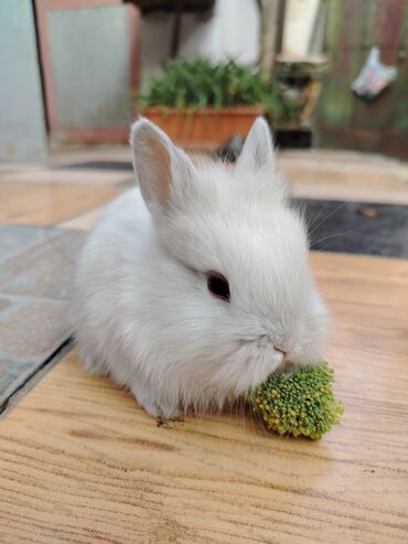 Gəmiricilər: Dekorativ karlik dovşanlar.1 aylıq — 7