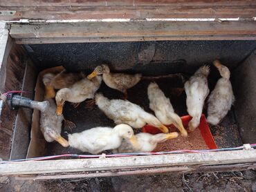 Коровы, быки: Salam ördəkıər satılır 60m amma endirim olacaq real alıcılar narahat