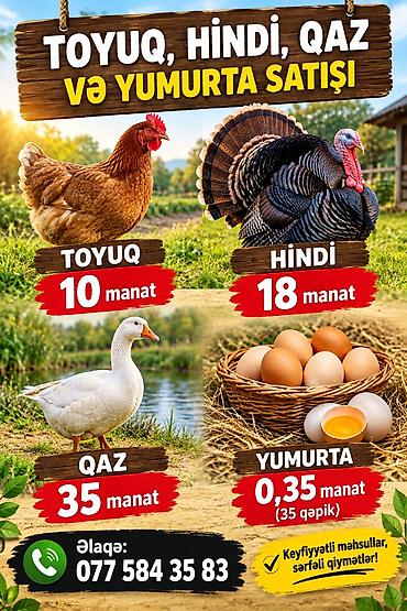 turac qusu qiyməti: Təbii kənd məhsulları: toyuq, hinduşqa, qaz və yumurta satışı — 1