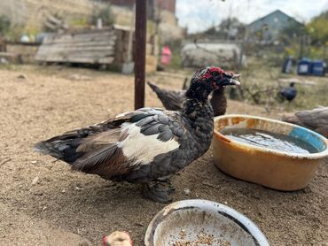 ağ afcarka: Muscovy ördəkləri (indoutka) və balaları. Təmiz qan lal cins ördək