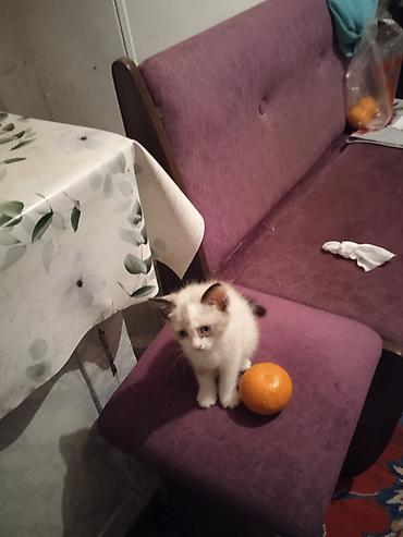 котят ош: ОТДАМ КОТЯТ И КОШЕК,здоровые, ЧИСТЫЕ,помогите пожалуйста кто не может — 7