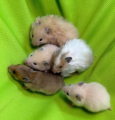 Аламанчыктар (хомяки): Продаются сирийские, ангорские пушистые хомячки, джунгарские — 3