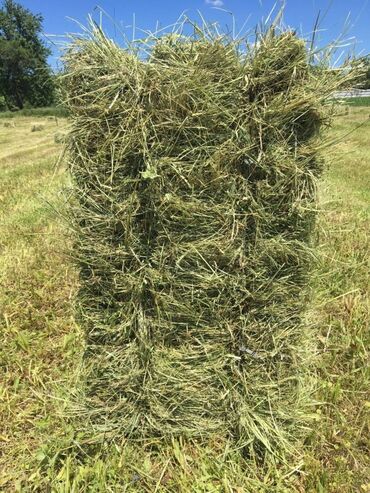 где купить кукурузу для попкорна в бишкеке: Продаю клевер в тюках в розницу и оптом, тюки плотные и сухие лежат