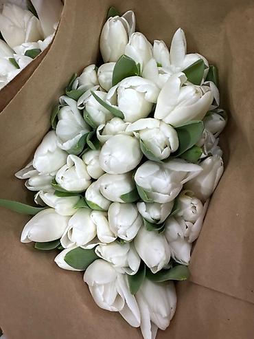 Букеты из живых цветов: Тюльпан оптом и в розницу,Тюльпаны срезанные, сортовые, упаковка по — 10