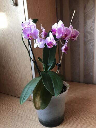 орхидея in Кыргызстан | ДРУГОЙ ДОМАШНИЙ ДЕКОР: Продам цветок орхидея мини, красивая 2 цветоноса