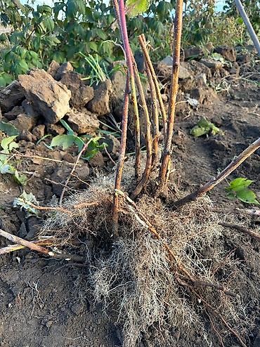 кочмо душ бишкек: Саженцы малины Полана – на осень под заказ 🌱 Принимаем заказы на — 9