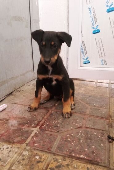 doberman satisi: 2 ay, Dişi, Peyvəndli, Ödənişli çatdırılma