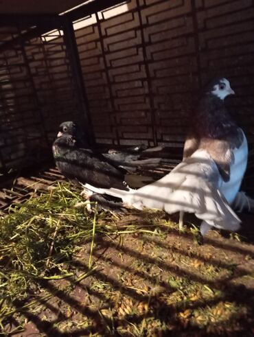 сколько стоит щенок овчарки: Продаю дислочей ленточные цена:2500 сом