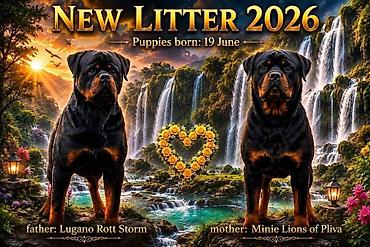 povodac za velike pse: Rotvajler (Rottweiler) štenci 19.6.2026 štenad je ugledalo svetlost — 1