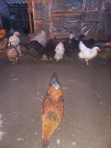 Куры, петухи: Продаю | Куры | Для разведения — 1