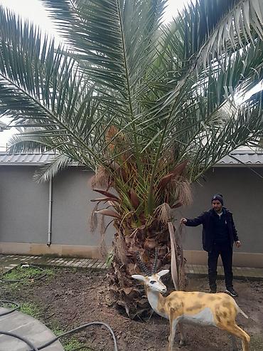 Ağaclar: Məhsul: Dekorativ palma ağacları (Trachycarpus/Vindozaya bənzər yelpik — 7