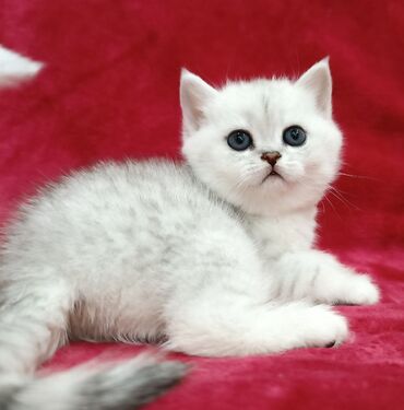 Продаются красивые Шотландские котята в драгоценном окрасе серебристая