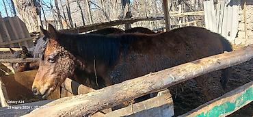 Лошади, кони: Продаю | Жеребенок | Полукровка | Рабочий — 15