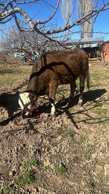 Коровы, быки: Продаю | Тёлка | Симментальская | На забой, Для разведения, Для молока | Племенные, Не стельные, Искусственник — 3