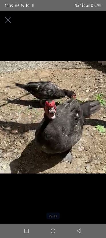 Hinduşka: Erkək, Kanada, Holland, Amerika, Damazlıq, Pulsuz çatdırılma — 8