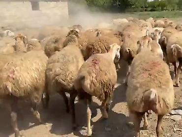 keci surusu: Dişi, il: 1, Damazlıq, Pulsuz çatdırılma — 9