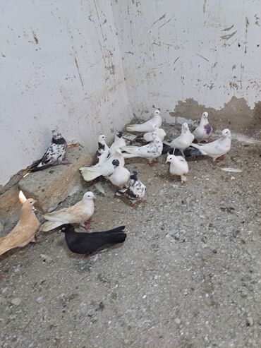 Göyərçinlər: Salam. goyercinler kom 6 manat tek tek 8 manat. goyercinle Bakının — 9