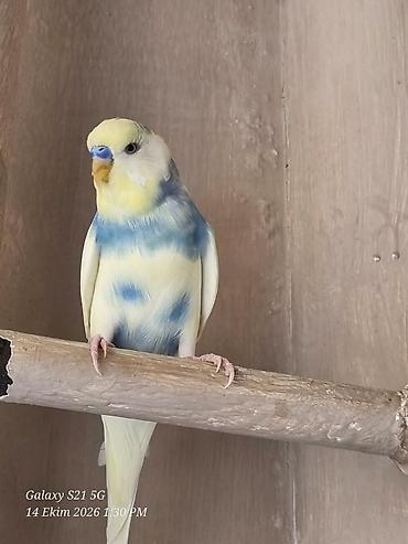 ordək yumurtasi satisi: Məhsul: Dalmaçin naxışlı, pastel sarı–mavi rəng keçidlərinə malik — 1