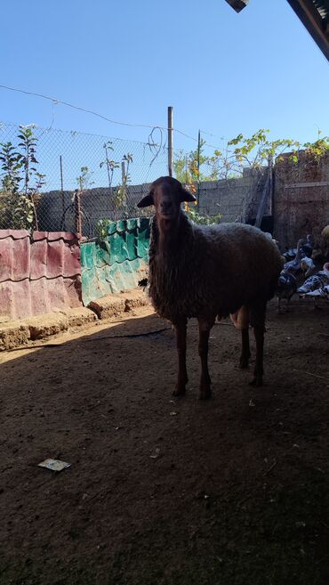 Inəklər, öküzlər: Togludu diri çəki ilə satılır qiymət 9 azn. Kurdexanidadi heyvan tam