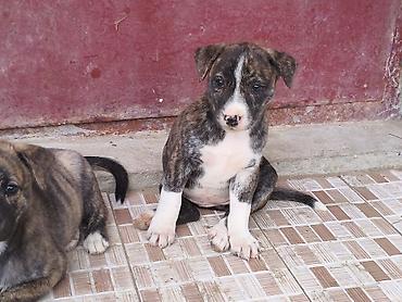 pit dermani: 1 ay — 7