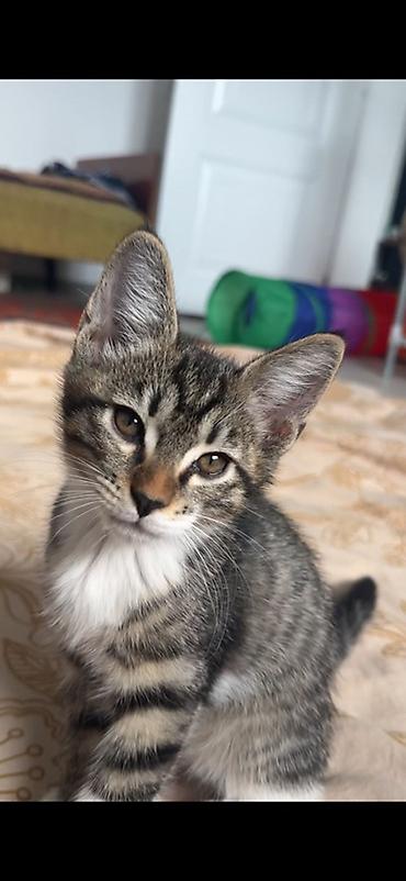 Мышыктар: Котята-полосатики, домашние. Описание: - Окрас: классический — 1