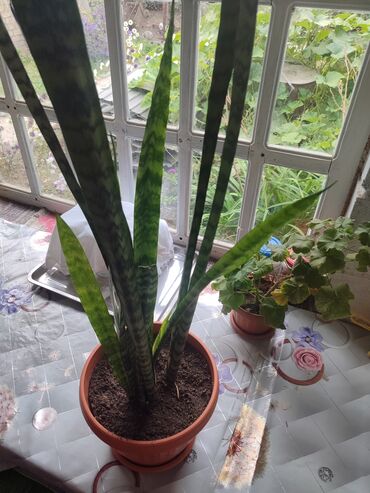Хлорофитумы: Продаю комнатные цветы Сансевиерия-250сом (тещин язык ) Хлорофитум — 5