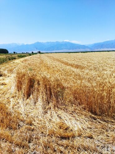 ������������������������ ������������ ������������ в Кыргызстан | КОРМА ДЛЯ С/Х ЖИВОТНЫХ: Продаю пшеничную солому. Буудай саман сатам 1000 тюк. Тюки хорошие