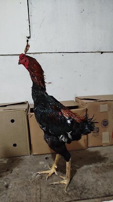 heyvan yeml: Xoruz, Heyratı, il: 1, Ünvandan götürmə — 5