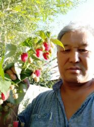 семена цветов бишкек: Бакча гүлдөрү жана бадалдар